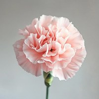 Carnation Pink Lady