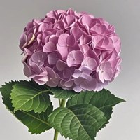 Hydrangea Ocean Pink Purple
