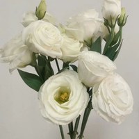 Lisianthus Lucita 0.8 kg