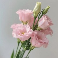 Lisianthus Pink 0.8 kg