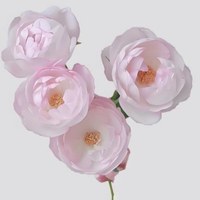 Spray Rose Strawberry Macaron