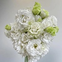 Lisianthus Ruffled White 0.8 kg