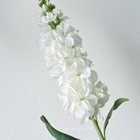 Stock White