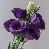 Lisianthus Deep Purple 0.8 kg