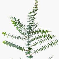 Eucalyptus Baby Multi
