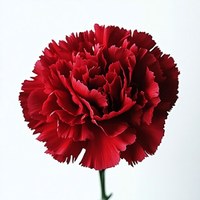 Carnation Red