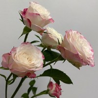 Spray Rose Refraction