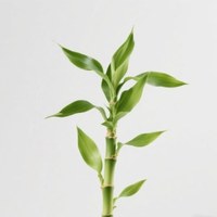 Lucky Bamboo