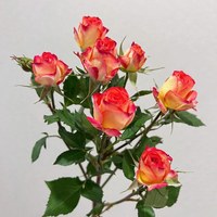 Spray Rose Alice