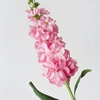Stock Pink