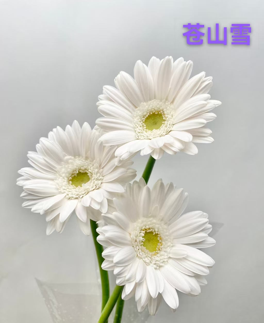 Cangshan Snow