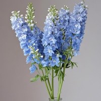 Delphinium Light Blue