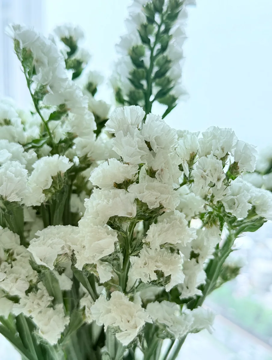 White Forget-me-not