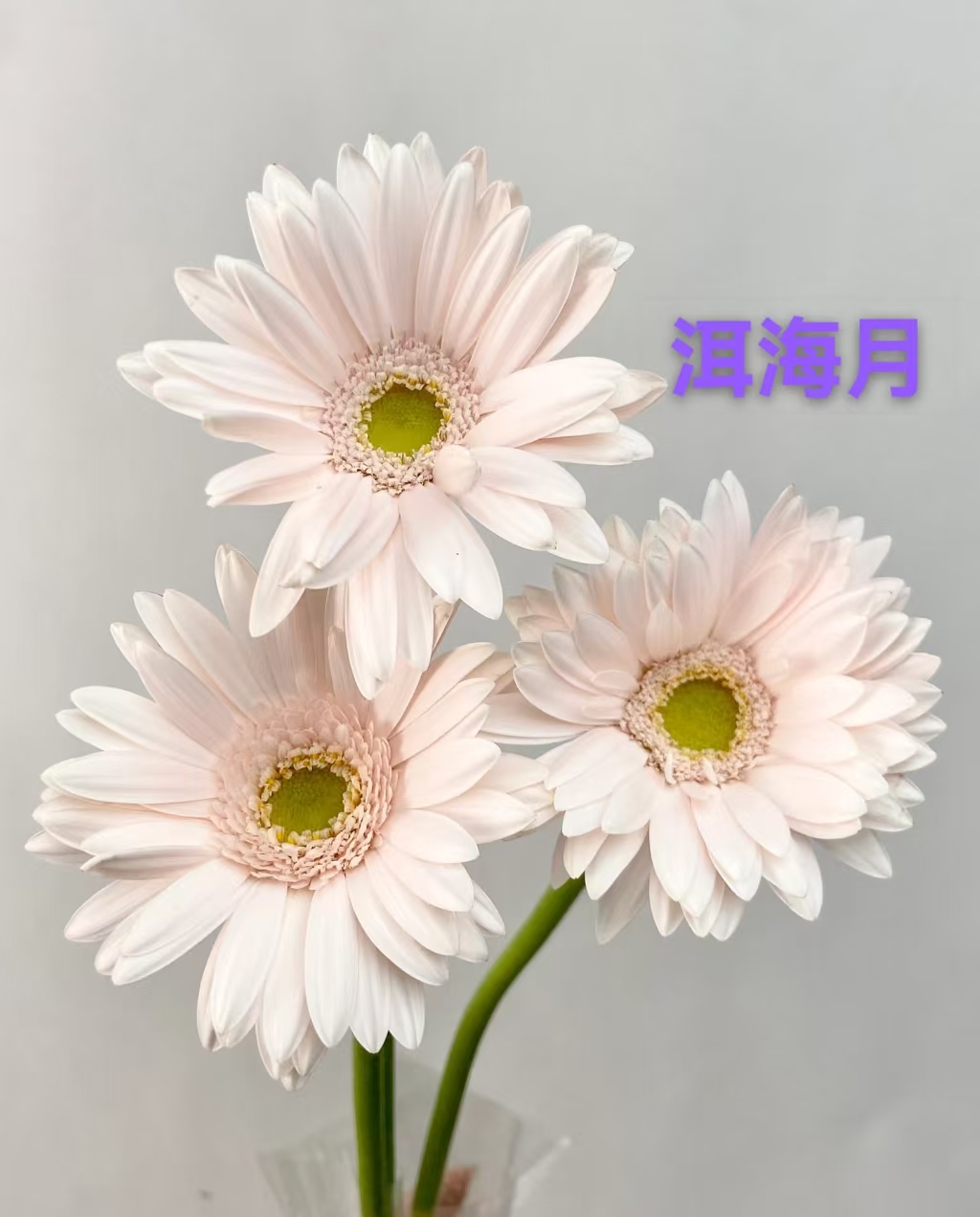 Erhai Moon