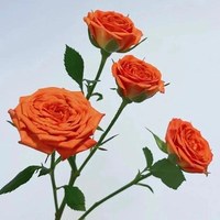 Spray Rose Orange Barbie