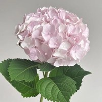Hydrangea Light Pink