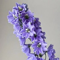 Delphinium Purple
