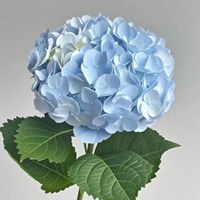 Hydrangea Light Blue