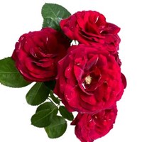 Spray Rose Red Lace