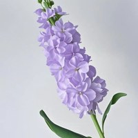 Stock Lavender