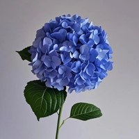 Hydrangea Ocean Blue
