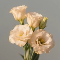 Lisianthus Champagne 0.8 kg