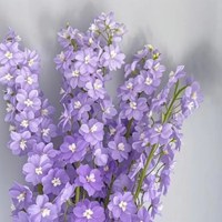 Delphinium Lavender