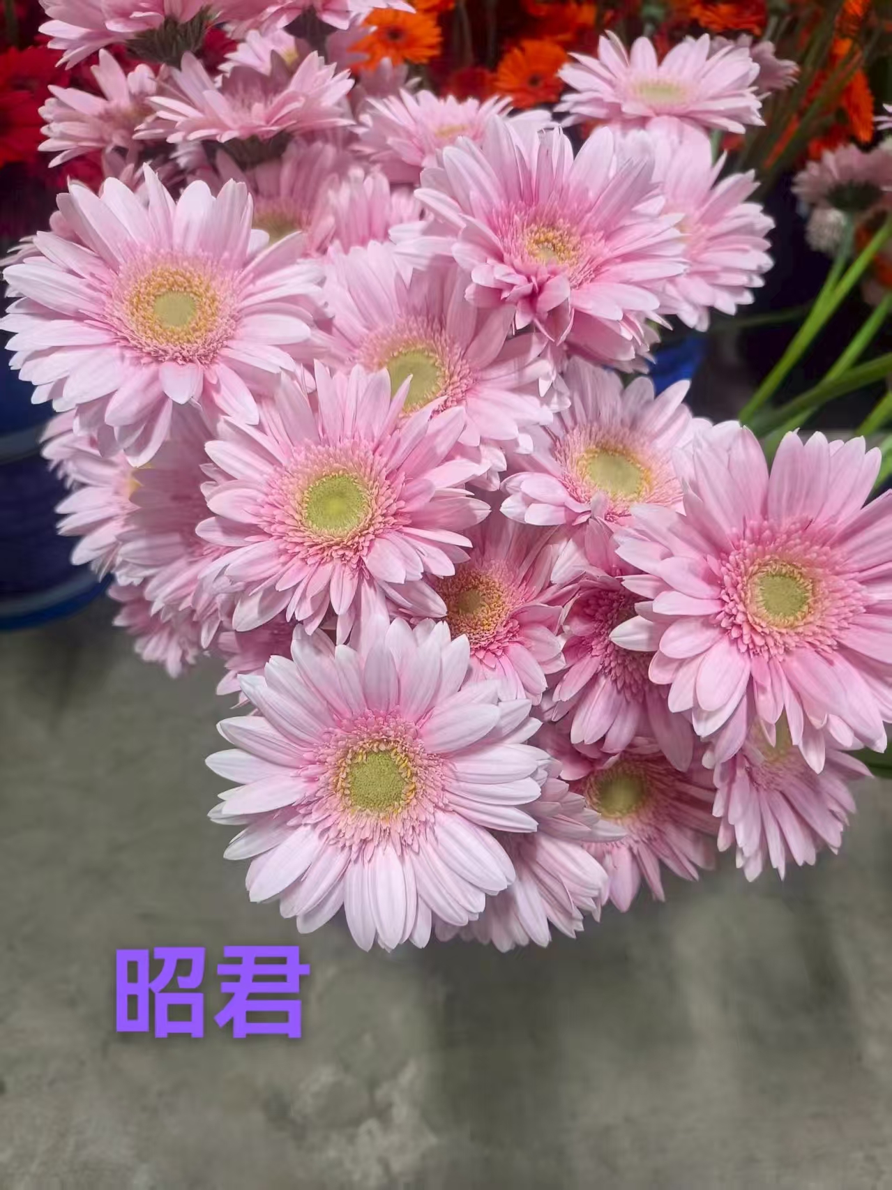 Zhaojun