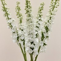 Delphinium White