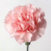Carnation Pink Diamond