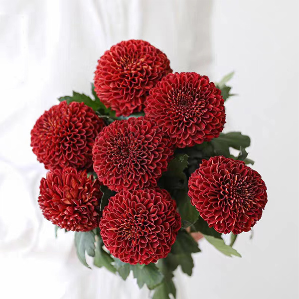 Red Ping-Pong Chrysanthemum