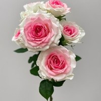 Spray Rose Midnight Magic