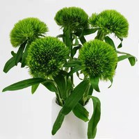 Green Ball