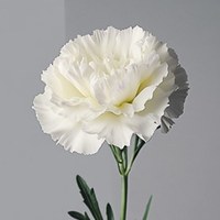 Carnation White