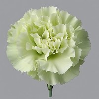 Carnation Green