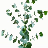 Eucalyptus Large Leaf
