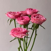 Spray Rose Sophie Baby