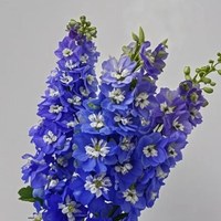 Delphinium Deep Blue