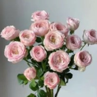 Spray Rose Cool Skin