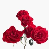 Spray Rose Neon Bubble