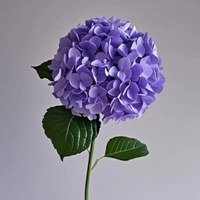 Hydrangea Ocean Blue Purple