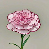 Carnation Purple Elf