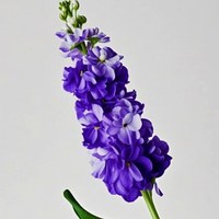 Stock Deep Purple