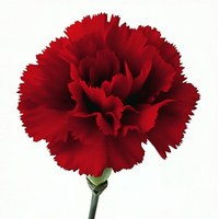 Carnation Hongfu