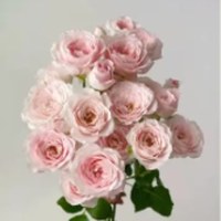Spray Rose Fairy Kiss Pink