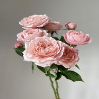Spray Rose Julieta