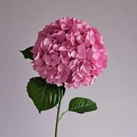 Hydrangea Deep Pink