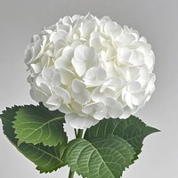 Hydrangea White