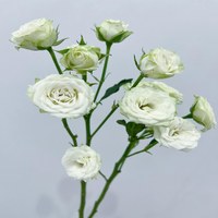 Spray Rose Starry