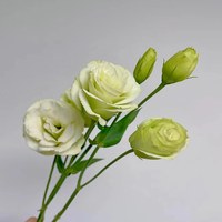 Lisianthus Green 0.8 kg